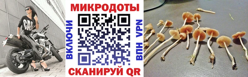 Псилоцибиновые грибы прущие грибы  Курчатов 