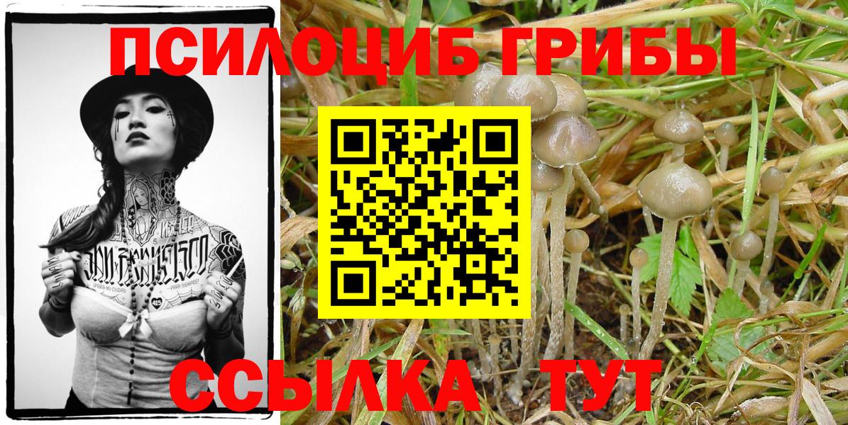 Псилоцибиновые грибы прущие грибы  купить  цена  Курчатов  Вход с VPN 